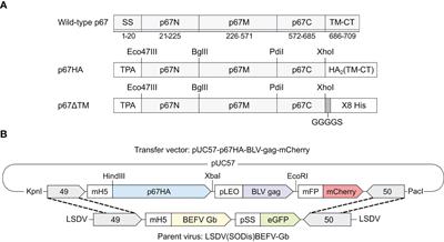 Development of a dual vaccine against East Coast fever and lumpy skin disease